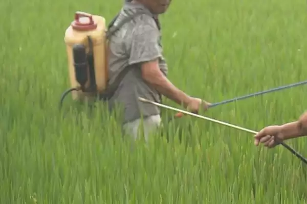 图片[2]-水稻对肥料的需求特点(水稻需控施氮肥、重视施用磷钾肥)-会东网