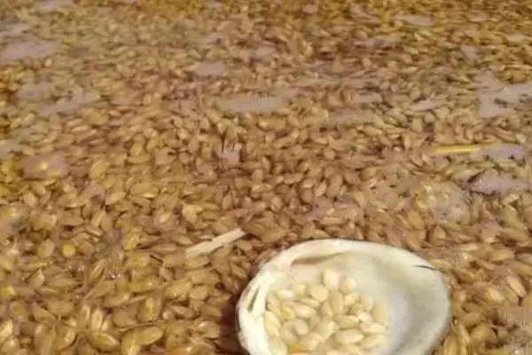 图片[2]-水稻的浸种催芽方法(水稻浸种催芽装编织袋用温水浸泡)-会东网