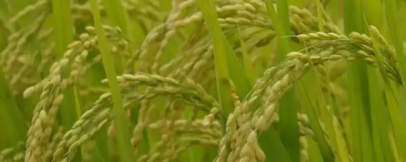 苏秀852水稻种子特征特性(苏秀852水稻每亩有效穗数20.7万穗)-会东网