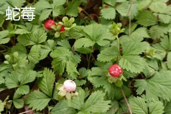 图片[7]-野草莓种植管理法，中耕施肥有何作用？-会东网