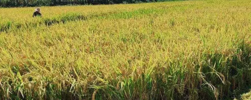 益33优650水稻品种特性，属哪种杂交水稻品种？-会东网