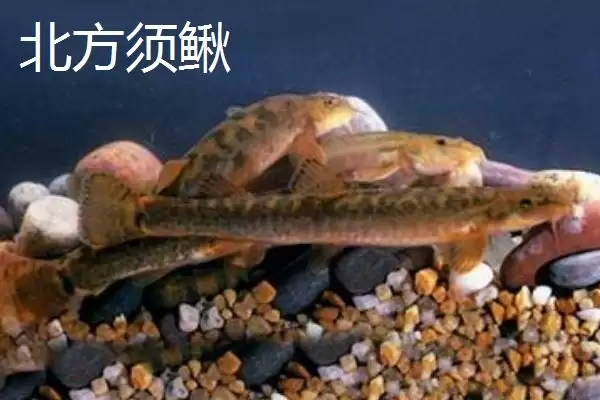 图片[2]-优质泥鳅品种中真泥鳅是最为常见的吗？-会东网