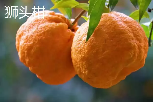 图片[8]-狮头柑和丑橘的区别(狮头柑和丑橘在品种、别称、外观不同)-会东网