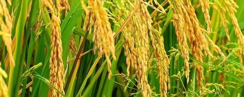 浙糯65水稻品种该品种植株较高吗？-会东网