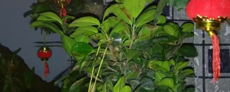 榕树叶子发黑掉叶子怎么办(榕树叶子发黑掉叶需控制好浇水量)-会东网