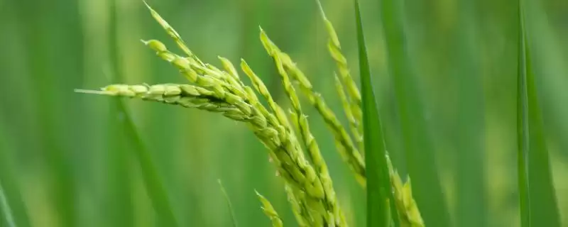 优I651水稻品种每亩基本苗8-10万合适吗?-会东网