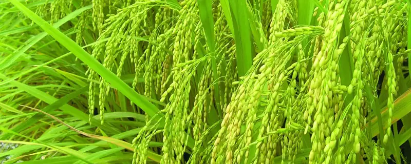 神州糯1778水稻品种的特性(神州糯1778水稻每亩约2.3万穴左右)-会东网