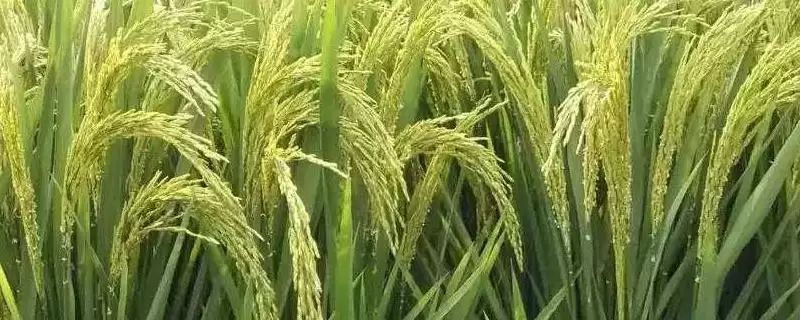 韵两优827水稻品种播种前用强氯精浸种?-会东网