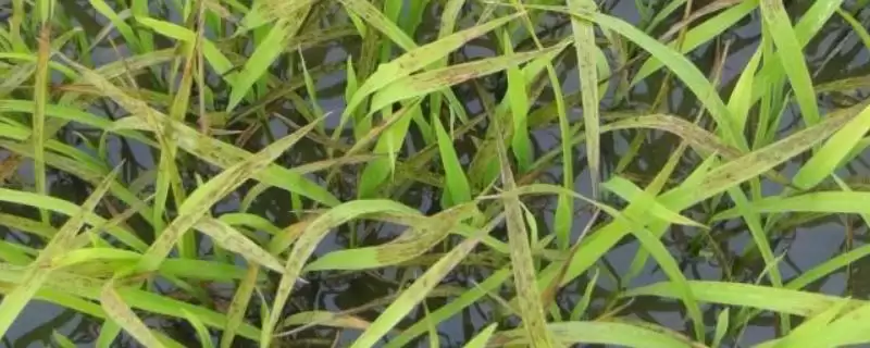 水稻低温冷害产生原因(水稻低温冷害产生主要受气温的影响)-会东网