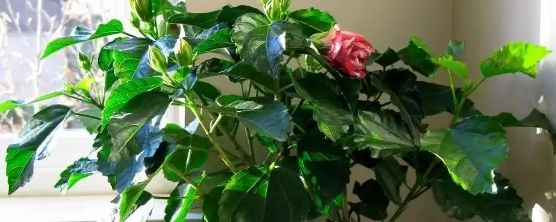 朱槿的养殖方法,适宜生长温度的意义?-会东网