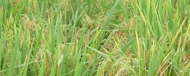中早39水稻种子情况，属何种水稻品种？-会东网