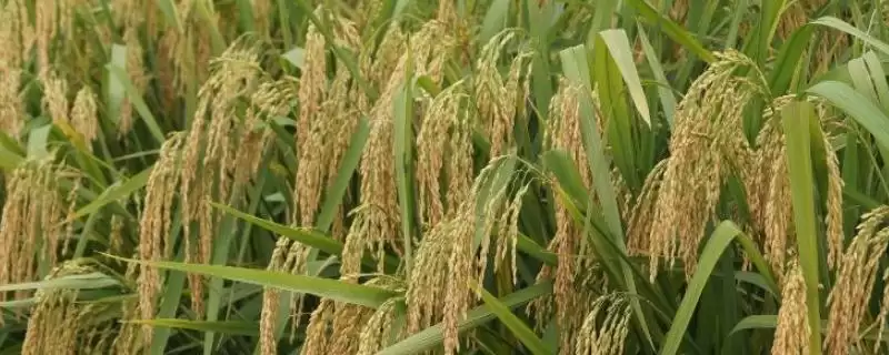色香优明月丝苗水稻种子简介(色香优明月丝苗秧田播量每亩10公斤)-会东网
