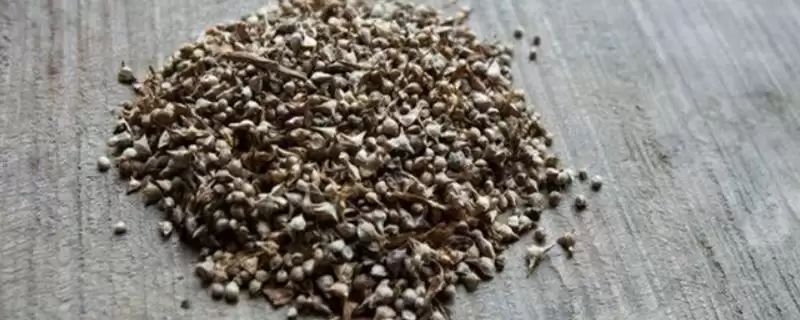 夏天种菠菜咋处理种子,凉水浸泡有何用?-会东网