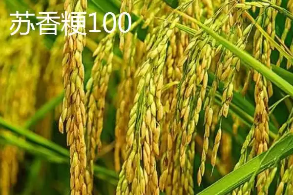 图片[4]-适合江苏种植的高产水稻品种(适合江苏种植的高产水稻品种有7种)-会东网