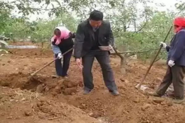 图片[5]-种梨树为何要种花期相近授粉品种树苗？-会东网