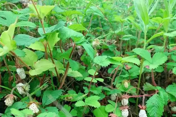 图片[5]-野草莓种植管理法，中耕施肥有何作用？-会东网