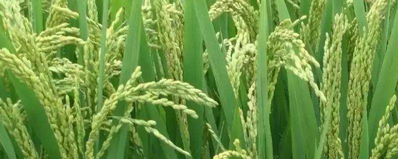 苏稻5号水稻种子介绍(苏稻5号水稻每亩基本苗6.5万-9万)-会东网