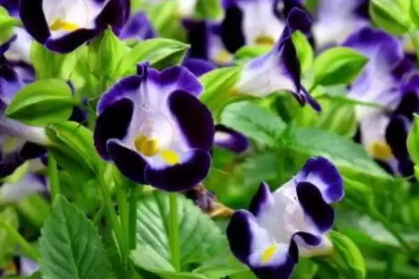 图片[3]-一年四季不怕冷耐热植物，矾根有何特点？-会东网