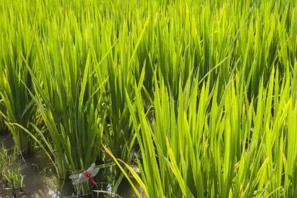 图片[4]-为什么海水稻难大面积种，淡水灌溉难在哪？-会东网