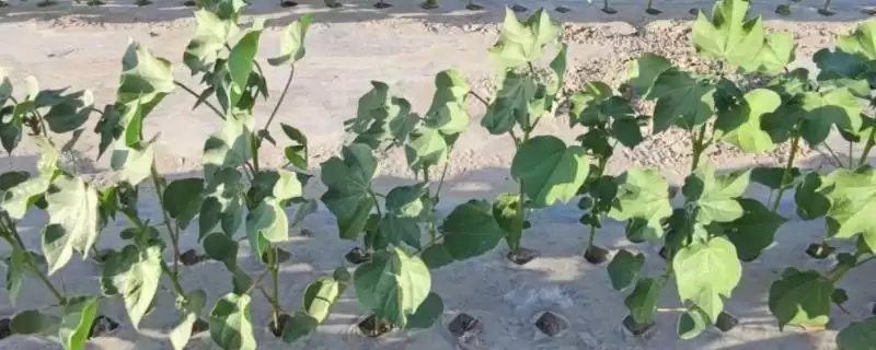 如何防治棉花僵苗(防治棉花僵苗需适时播种和适量施肥)-会东网