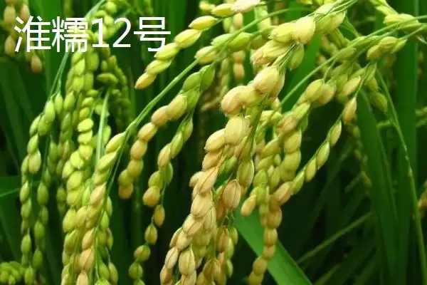 图片[5]-适合江苏种植的高产水稻品种(适合江苏种植的高产水稻品种有7种)-会东网