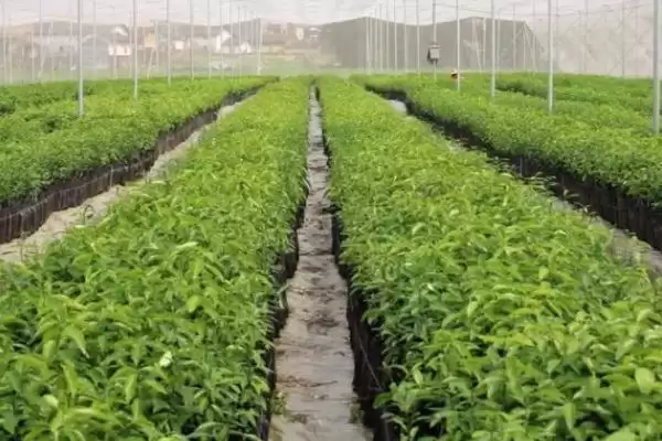 图片[6]-如何挑选木荷种子(挑选木荷种子要用颗粒饱满的良种)-会东网