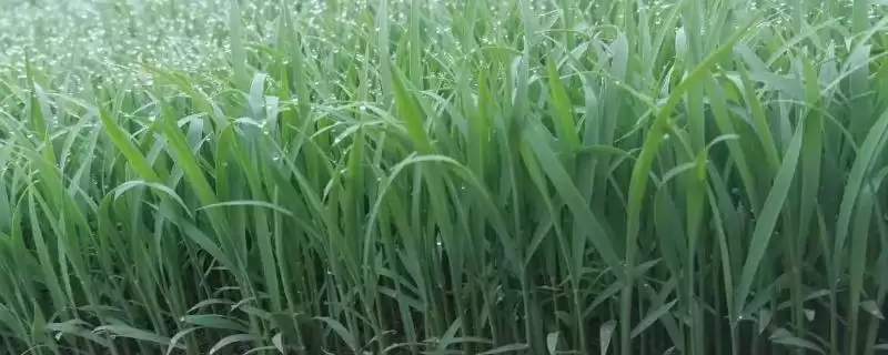 汕优108水稻种子特征特性(汕优108一般每亩定植1至1.8万蔸)-会东网