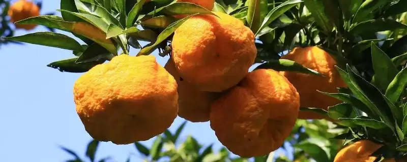 狮头柑和丑橘的区别(狮头柑和丑橘在品种、别称、外观不同)-会东网