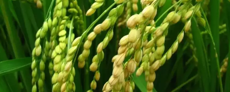 祥育3号水稻种子特点，晚熟品种咋界定？-会东网