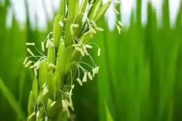 图片[3]-水稻幼穗分化期有哪几个时期(水稻幼穗分化期分为以下8个阶段)-会东网