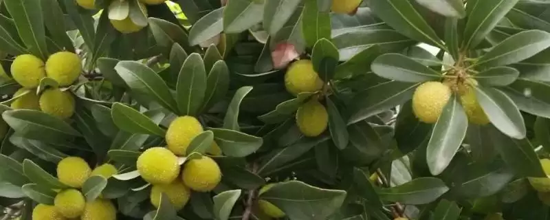 杨梅树种植几年结果,4-5年挂果原因?-会东网