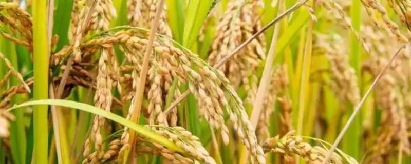 水稻穗发芽原因以及怎么预防(水稻穗发芽因品种休眠期短并预防)-会东网