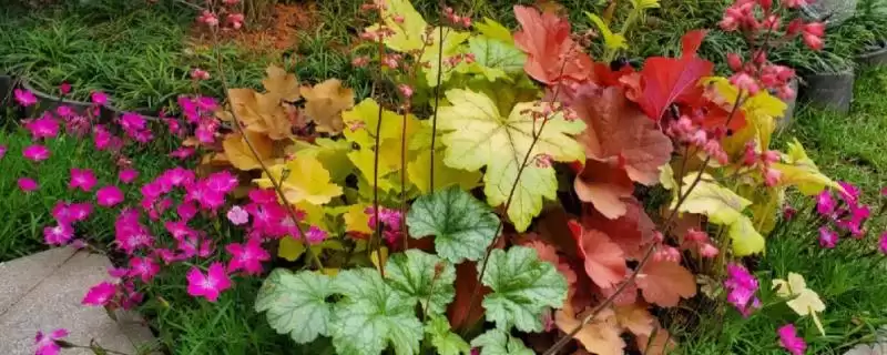 一年四季不怕冷耐热植物,矾根有何特点?-会东网