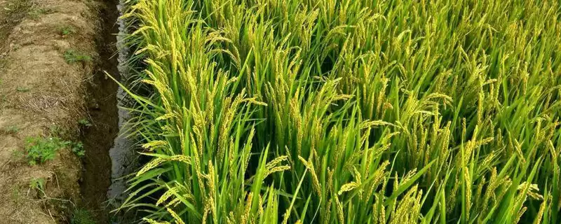 软华优815水稻种简介(软华优815水稻每亩秧田播种量10千克)-会东网
