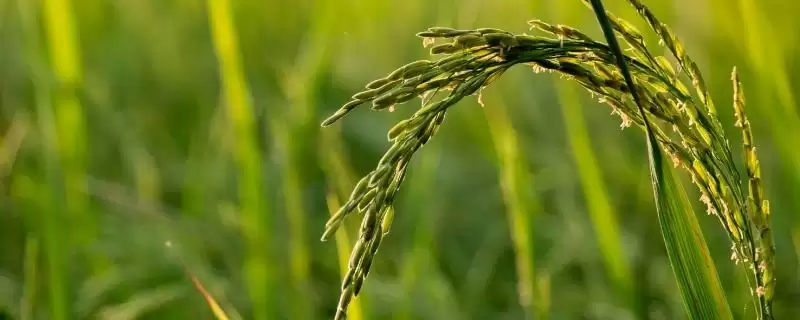 青角307水稻品种直播稻5月底6月上旬为啥播种？-会东网