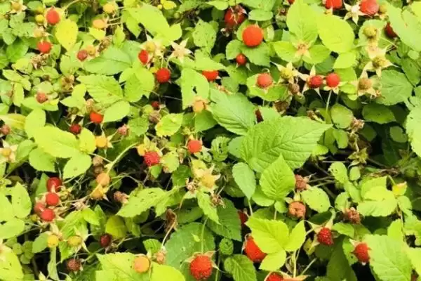 图片[4]-野草莓种植管理法，中耕施肥有何作用？-会东网
