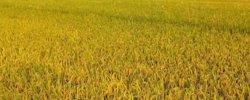 特优808水稻品种的特性(特优808需防治稻瘟病和白叶枯病)-会东网