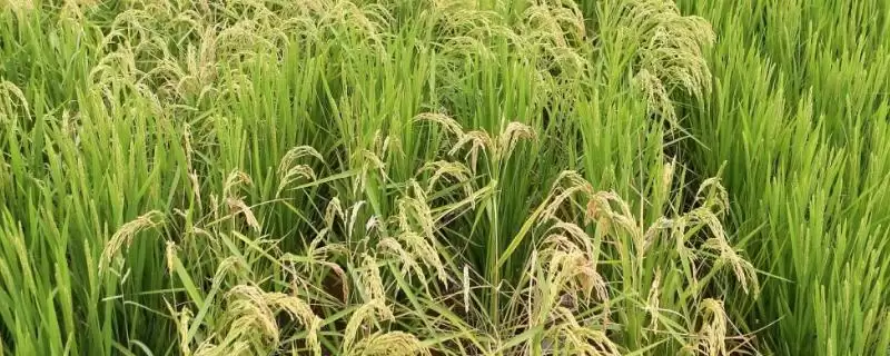 甬优17水稻品种每亩有效穗数14.6万如何?-会东网