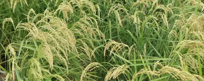 宁粳55号水稻种子为啥属晚熟品种?-会东网