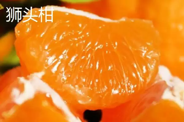 图片[6]-狮头柑和丑橘的区别(狮头柑和丑橘在品种、别称、外观不同)-会东网