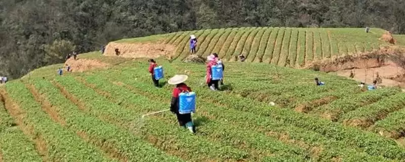 植物自制农药的常用方法有哪6种呢？-会东网