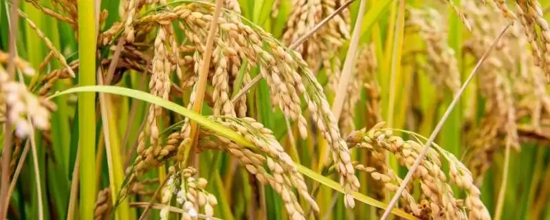 软玉2087水稻品种简介(软玉2087水稻每亩基本苗6万到8万)-会东网