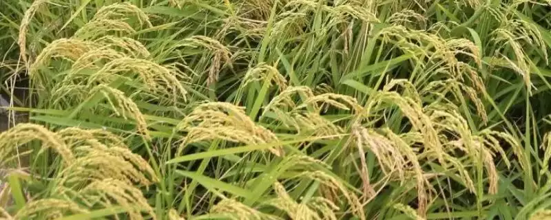 爽两优黄莉丝苗水稻种子特点(爽两优黄莉丝苗秧田亩播量6.0千克)-会东网