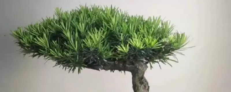 养罗汉松10-15天施肥一次合适吗?-会东网