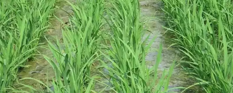 之两优205水稻品种该品种株型适中吗？-会东网