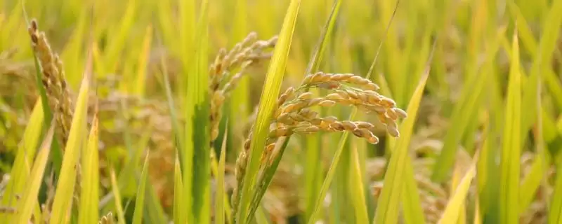 裕粳香2号水稻种子4月中旬播种合适吗?-会东网