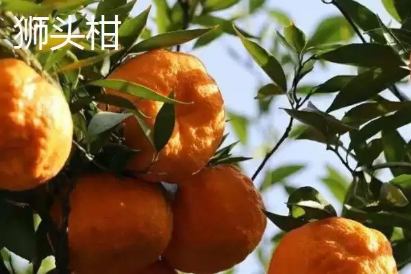 图片[4]-狮头柑和丑橘的区别(狮头柑和丑橘在品种、别称、外观不同)-会东网