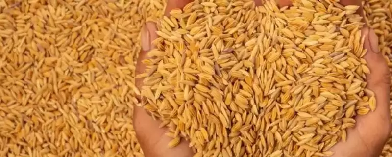 天优9802水稻种子简介(天优9802需防治稻瘟病和白叶枯病)-会东网