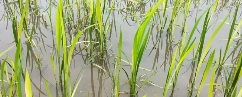 水稻药害的症状及防治方法(水稻药害分急性和慢性及防治方法)-会东网