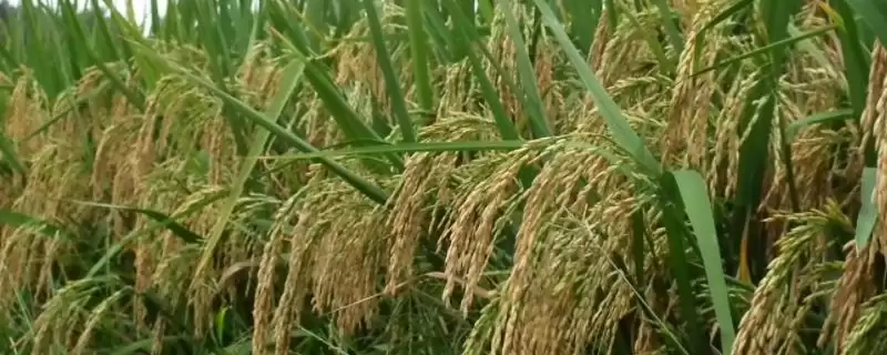 野优306水稻品种情况，每亩有效穗多少？-会东网